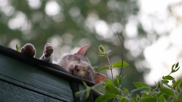Mačka leží v kvetináči na balkóne.jpg